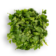 Coriandre Coriandre